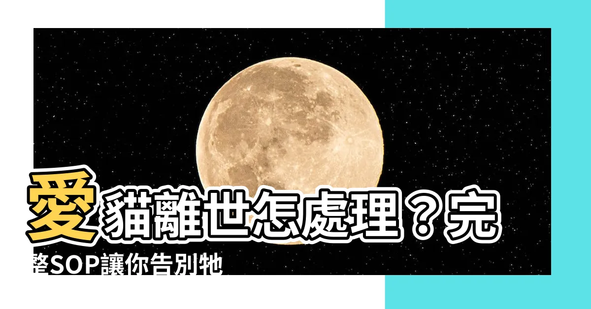 【貓死後處理】愛貓離世怎處理？完整SOP讓你告別牠不慌張！