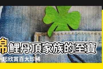 【錦鯉丹頂】錦鯉丹頂家族的至寶：一起欣賞百大珍稀品種！