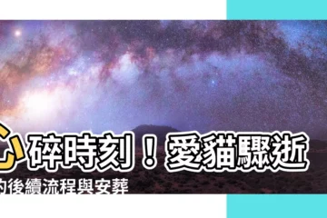 【貓咪死掉如何處理】心碎時刻！愛貓驟逝後的後續流程與安葬指引