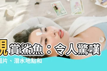 【觀賞鯊魚】觀賞鯊魚：令人驚嘆的圖片、潛水地點和不容錯過的體驗