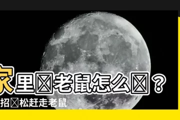 【家裏進老鼠】家裏進老鼠怎麼辦？3妙招輕鬆趕走老鼠，永不復返！