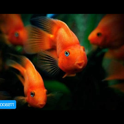 2、養3條龍魚5條虎魚條1條招財魚對風水有好處嗎?