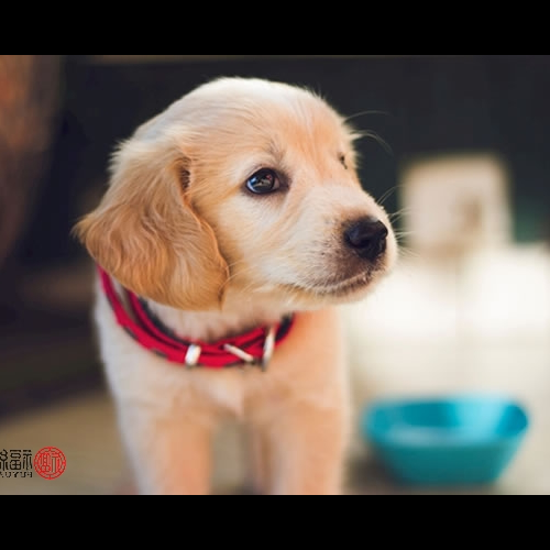 1、狗婚是什么生肖,狗婚是什么生肖