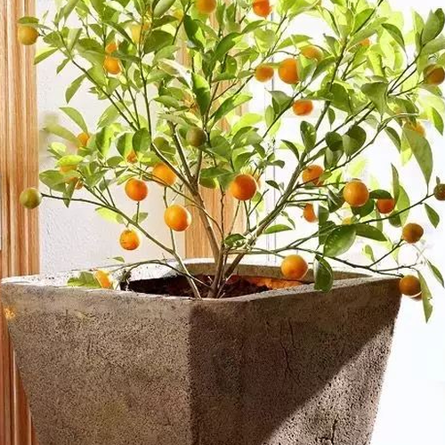 3、首頁 風水植物:金橘樹的風水作用