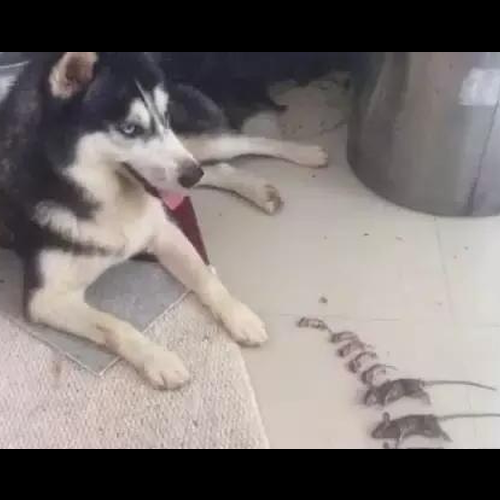 1、狗與鼠是相互成長還是相互克制?屬鼠和屬狗的生肖有衝突嗎?