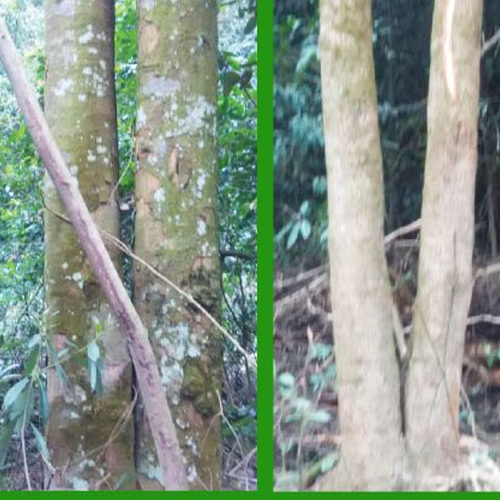3、院子裡種木瓜對風水有好處嗎?