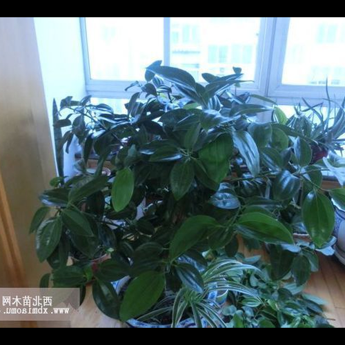 2.進門看到平安樹就學風水好不好?