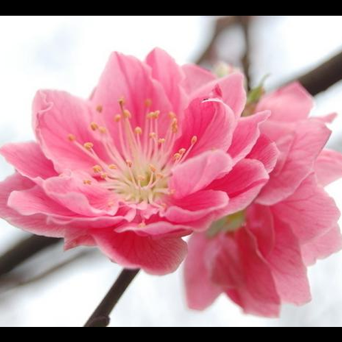 1、催桃花的風水佈局知識
