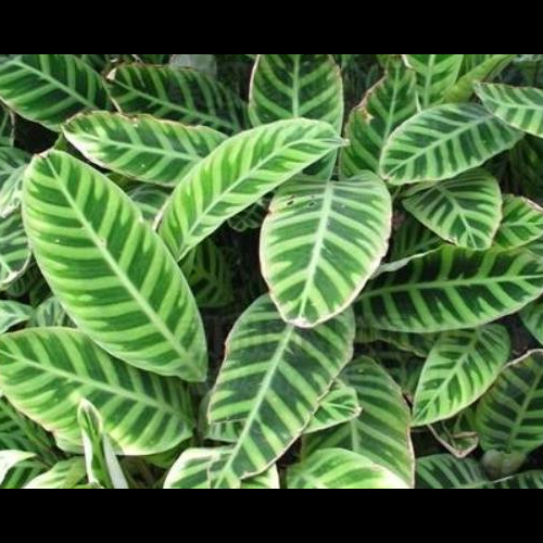 2、家裡衛生間放什麼植物對風水有好處