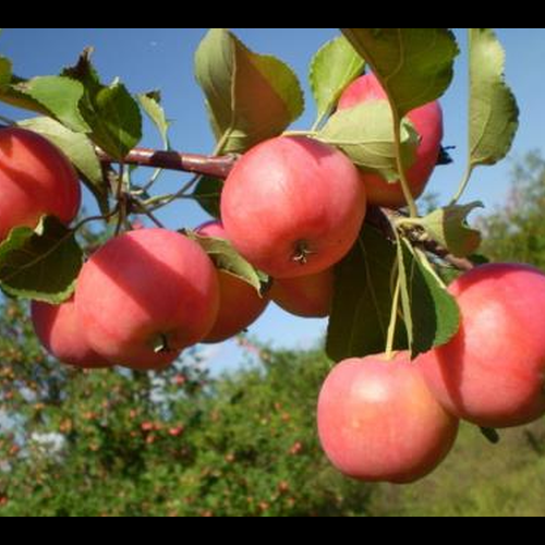 4、比蘋果小但與蘋果非常相似的水果的學名是什麼？ 