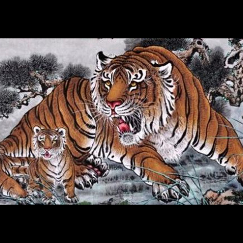 1、母狗和虎公相處得好嗎?母狗和公老虎合適嗎?