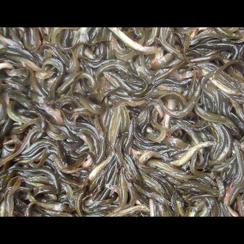 2、黃泥鰍可以當風水魚養嗎?