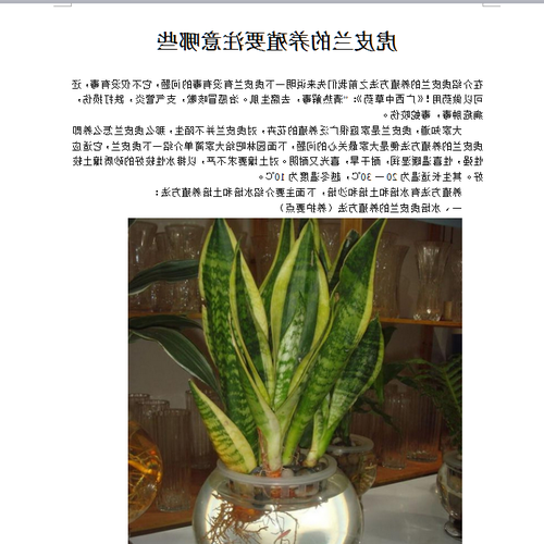 2、虎尾蘭的風水作用
