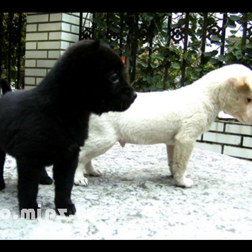 2、家裡有黑狗和白狗的風水