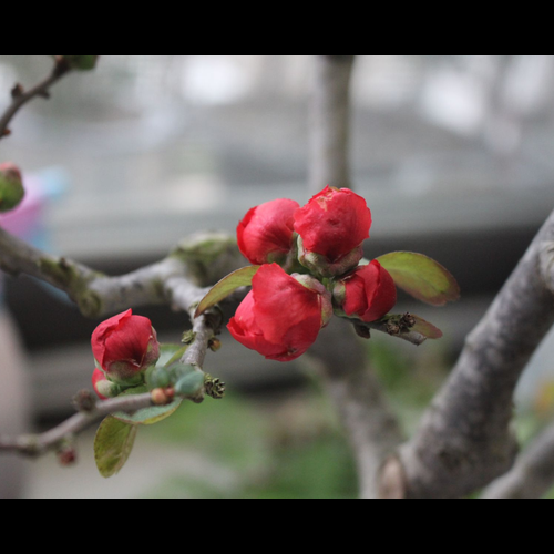 2.風水植物:海棠花的栽培方法有哪些?