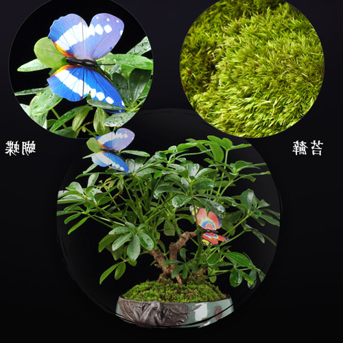 2、老虎辦公室推薦的風水植物有哪些