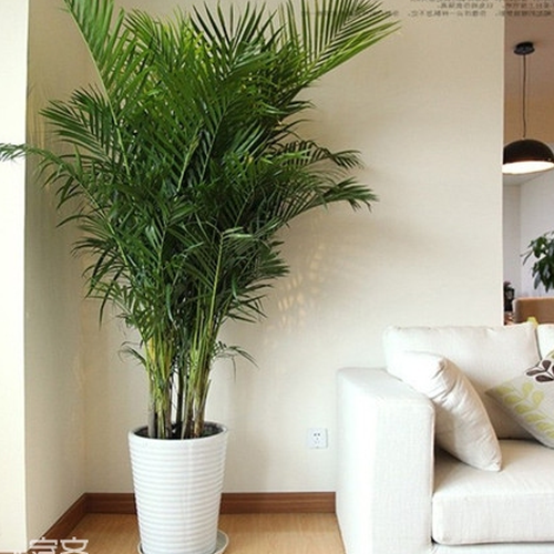 2.房子風水如何擺放植物