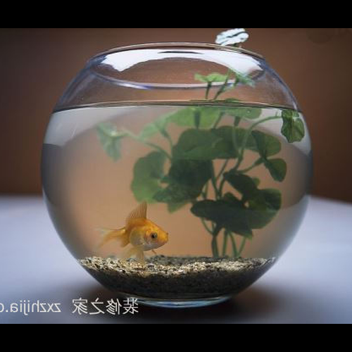 1、家庭養魚的數量和風水