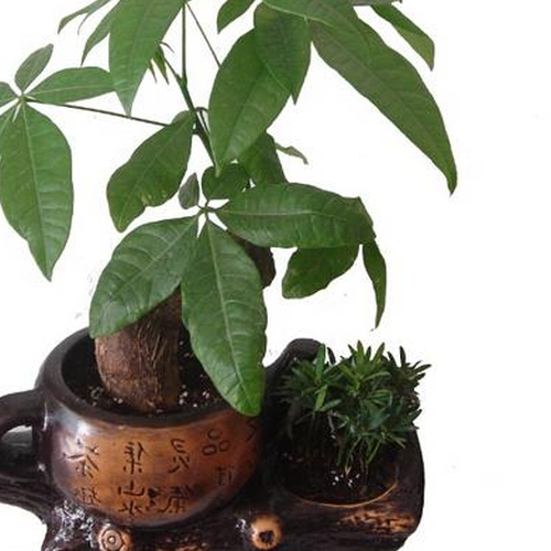 1、什麼植物適合室內風水,什麼植物適合家里風水