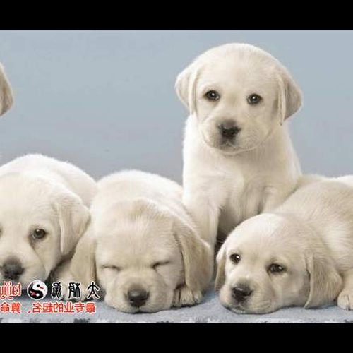2、狗寶寶可以按生肖王一帆取名嗎?