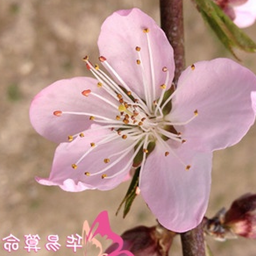 2、家居風水教你如何預防桃花爛