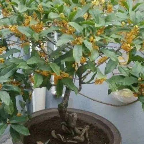 2、桂花樹的風水禁忌,為什麼不能在家種桂花