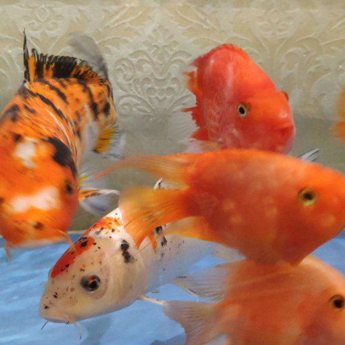 1、十二生肖風水有幾條魚好教你?