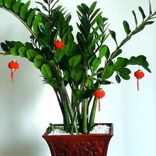 2、房前種什麼植物,風水好,財源廣進