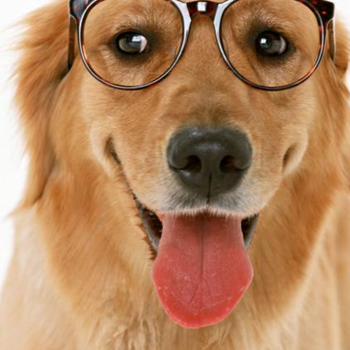 1、李巨銘的生肖招財犬,70年是狗年運勢和月運