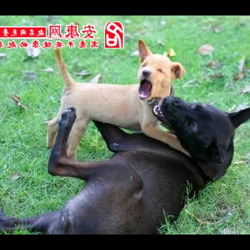 2、我在夢裡看到了很多狗