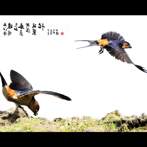 3、家裡有燕窩好不好,寓意發財吉祥