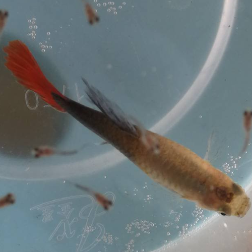2、金魚和小魚,風水是好是壞?為什麼