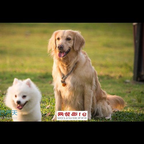 1,94是狗運年?