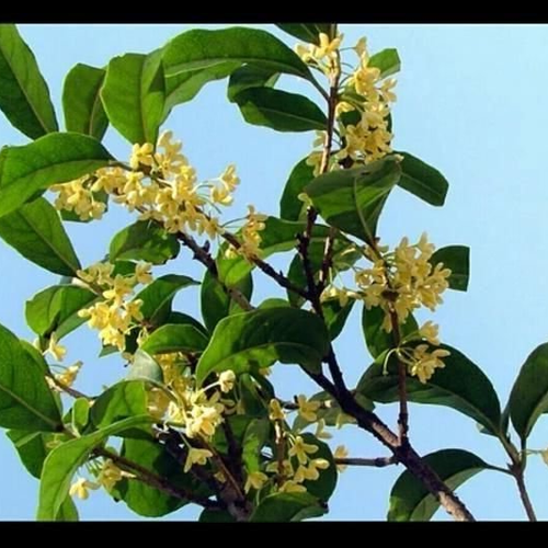 2、桂花果的風水說法是什麼?