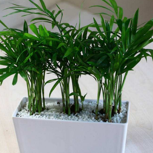 2、室內種植袖珍椰子有風水作用嗎?