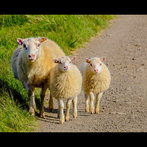 2、狗和羊的婚姻怎麼樣？是狗和羊的婚姻嗎？ 