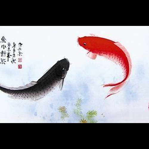 2、魚缸裡有10條魚，9條鸚鵡魚，1條清道夫，但是10條魚在風水里算不上10條魚，好像不止10條 