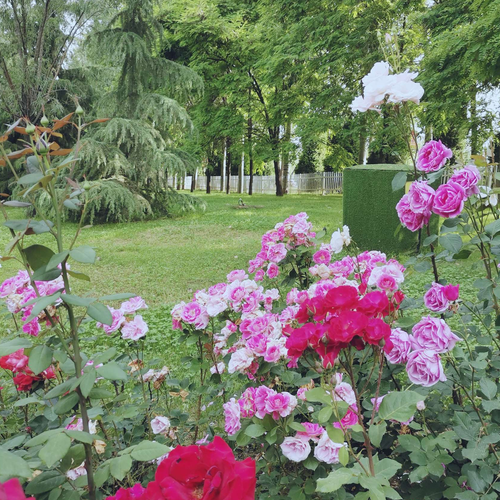 2、月季花的風水應用