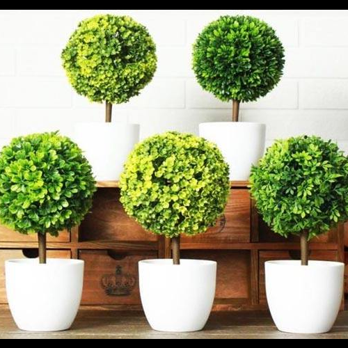 2、綠植應該放在客廳什麼位置?