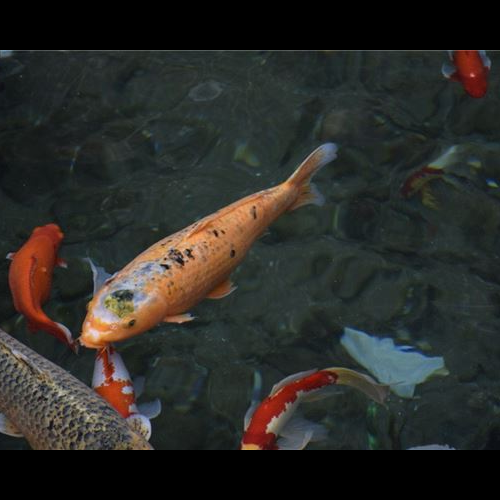 2、第70屬狗養的最多的魚有幾條?
