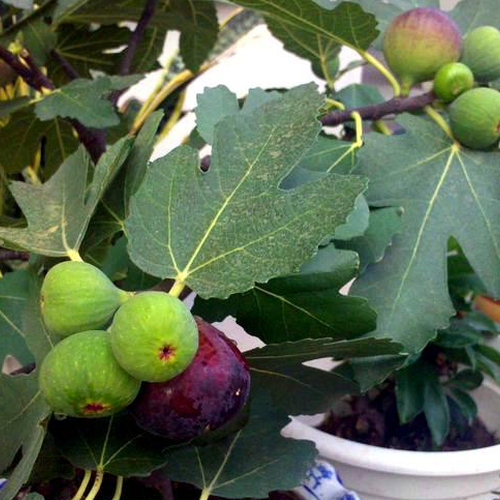 2、種植無花果樹的風水講究把它們種在院子外的東南角好不好?