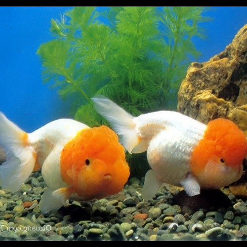2、風水黑魚五連死家庭生活的標誌是什麼?