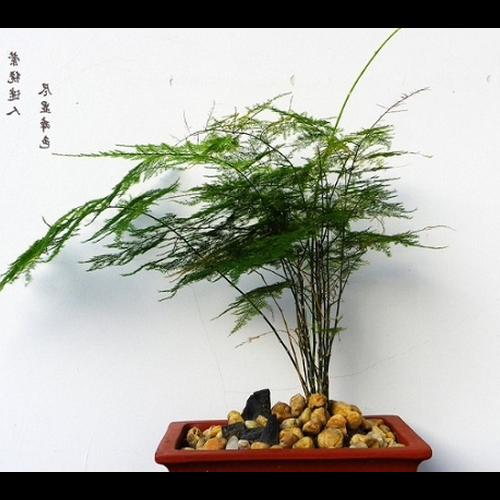 1、注意室內植物擺放的風水