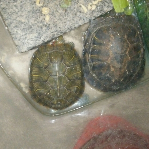 2、風水魚可以養烏龜嗎?