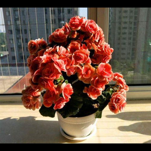 1、屬狗養什麼植物能發財?