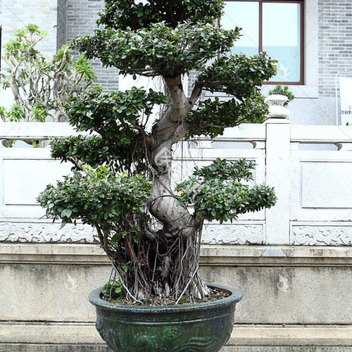 4、家裡種榕樹會影響風水嗎?屋前有一棵二層榕樹:修剪或挖出:求教