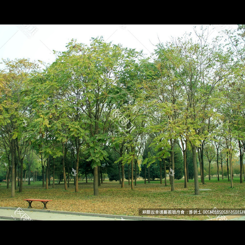 2.鄰居在門前種了一棵老香椿樹風水很差嗎?