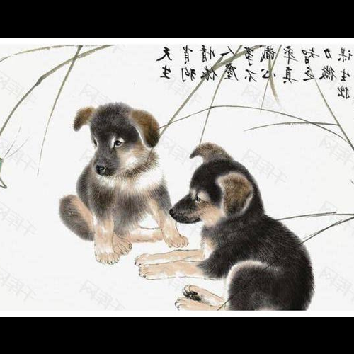 1、過年適合給狗狗配餐嗎,可以用來配餐嗎?