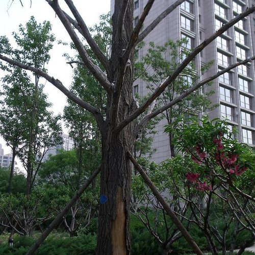 2、單位寫字樓下的一棵大樹死掉了,沒有換掉風水