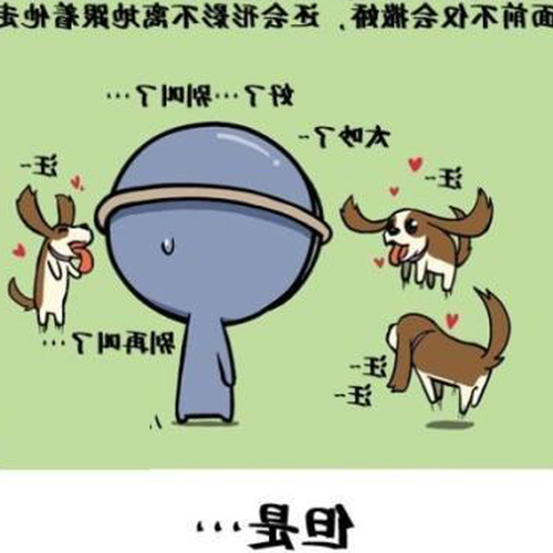 2、身為狗的雙子座女孩的命運如何?